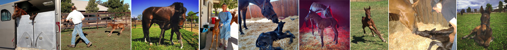 Templeton Farms Equestrian - Sporthorse - Breeding, Training and Sales